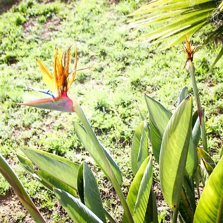 Salthouse Portugal - Exclusive * アルジェズール